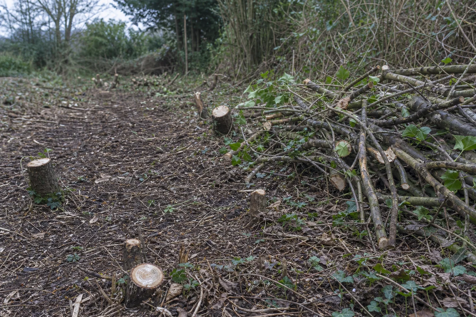 Cut brash stacked beside a clear strip of ground with low stumps and leaf litter.