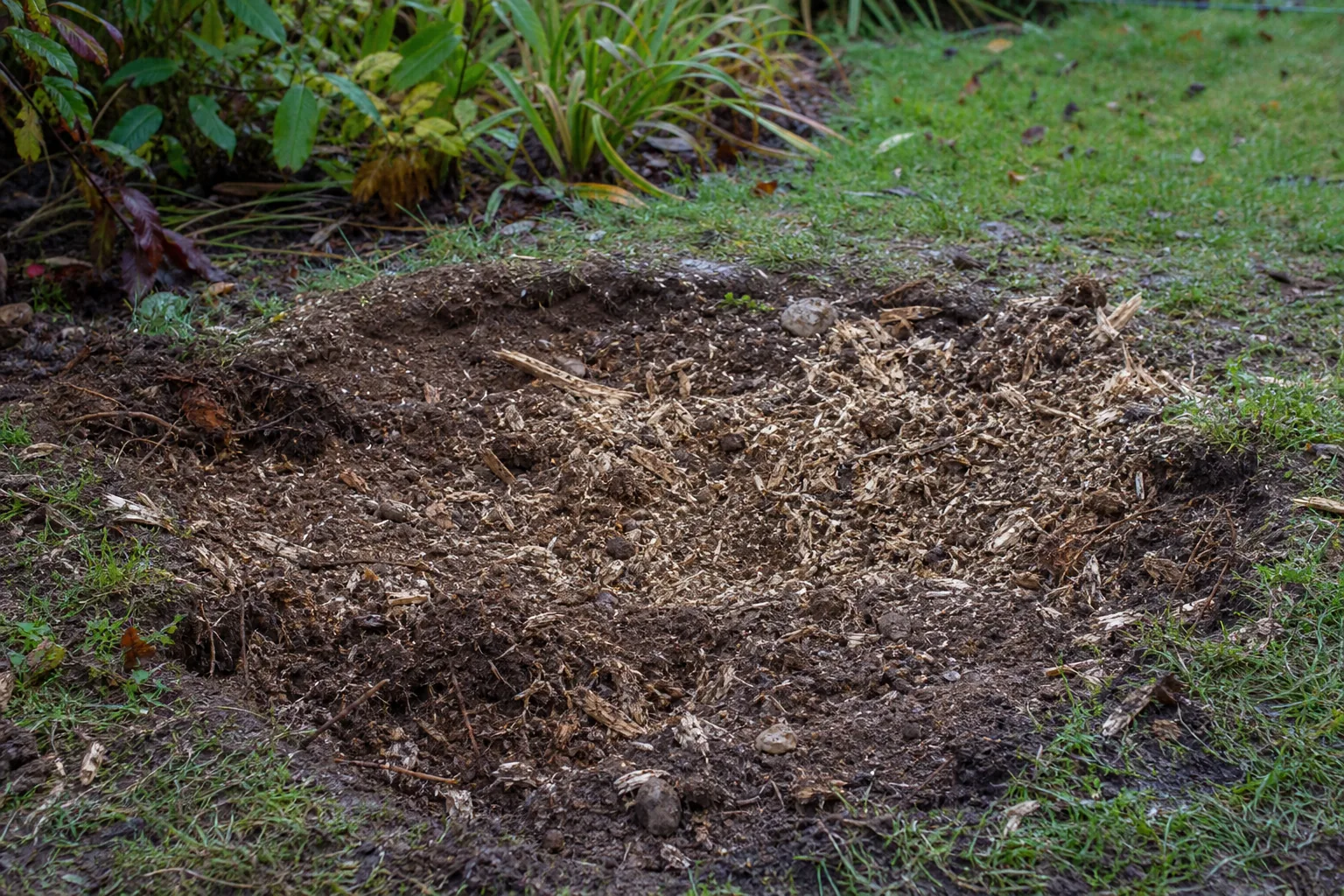Wood chips and soil mixed across disturbed ground after a stump has been ground.