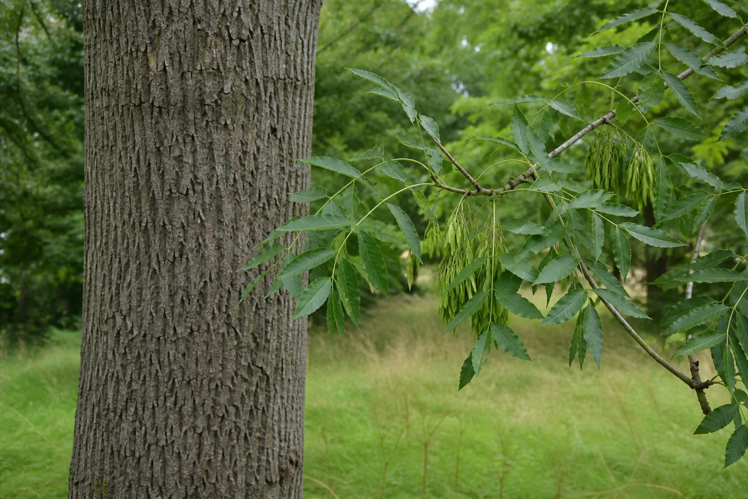 Fissured grey ash bark beside a separate branch carrying pinnate leaves and hanging keys.
