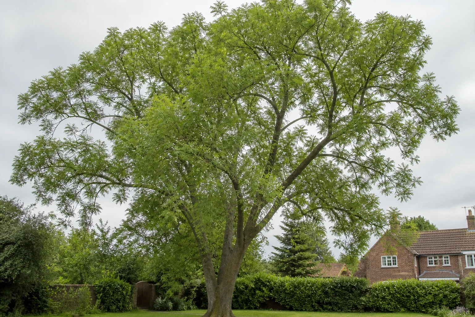 A mature ash tree with an open crown of pinnate green leaves in a residential garden.