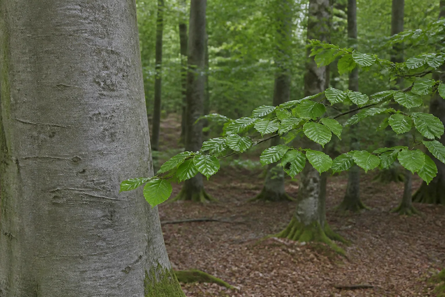Smooth grey beech bark beside a separate branch of oval leaves with wavy edges.