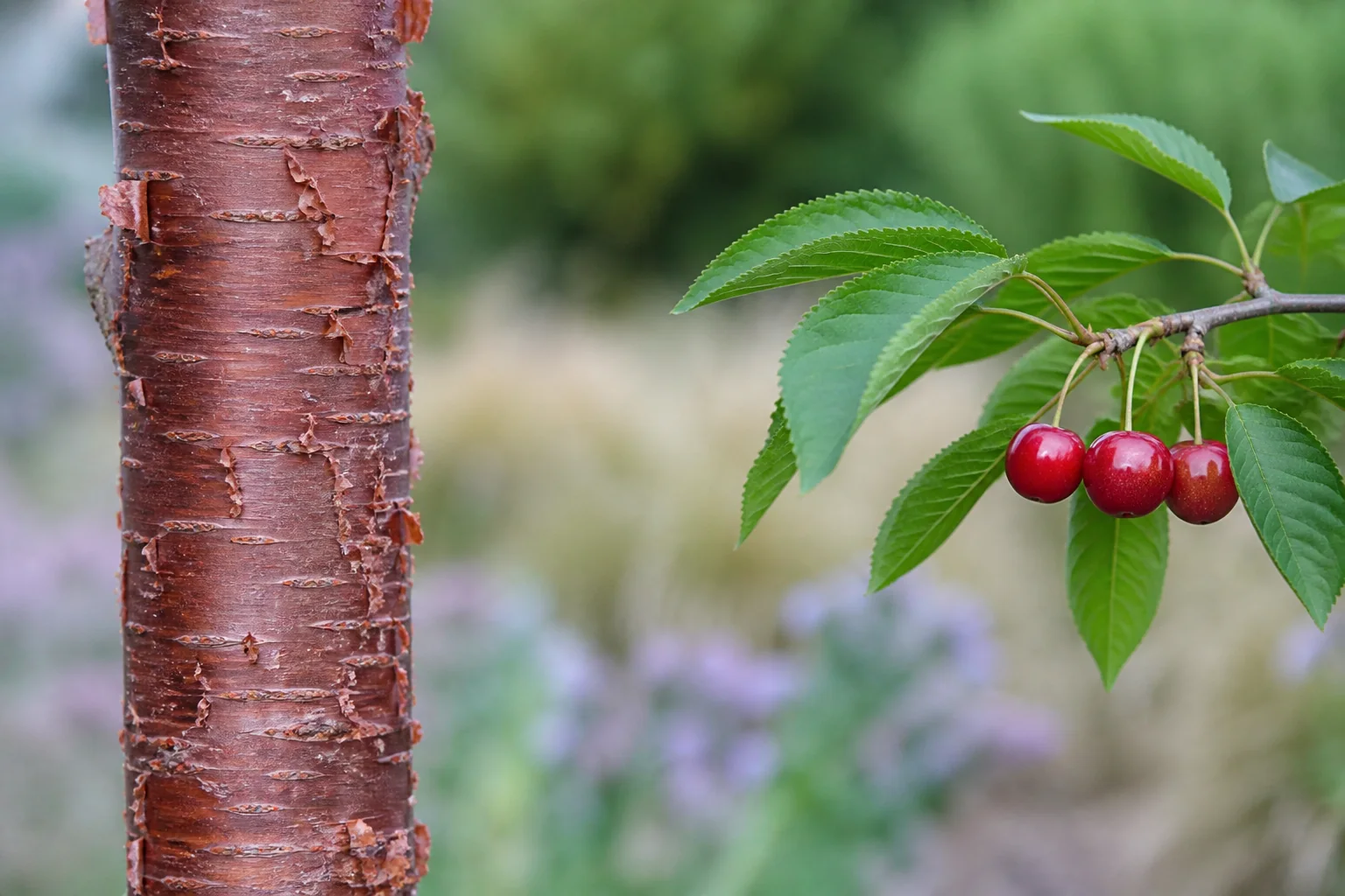 Reddish cherry bark beside a separate branch carrying serrated leaves and red fruit.
