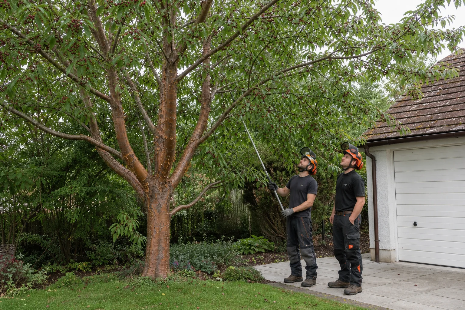 Two arborists assess the clearance between a mature cherry crown and a garage roof.