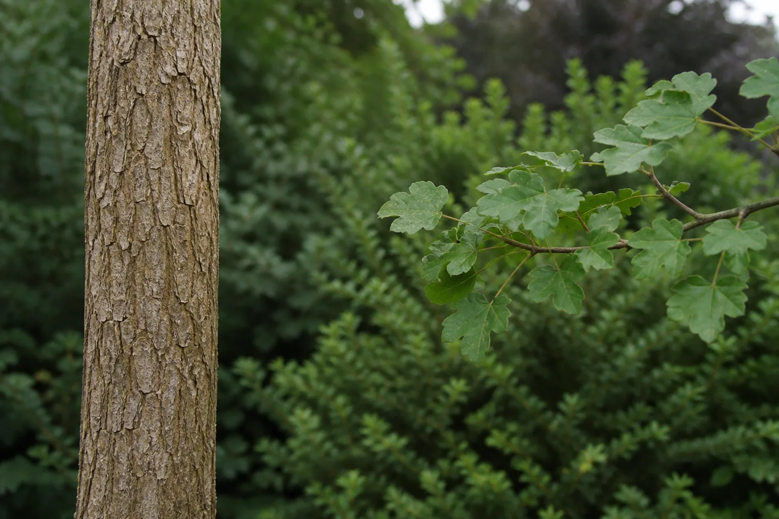 Flaky field maple bark beside a separate branch of small rounded five-lobed leaves.