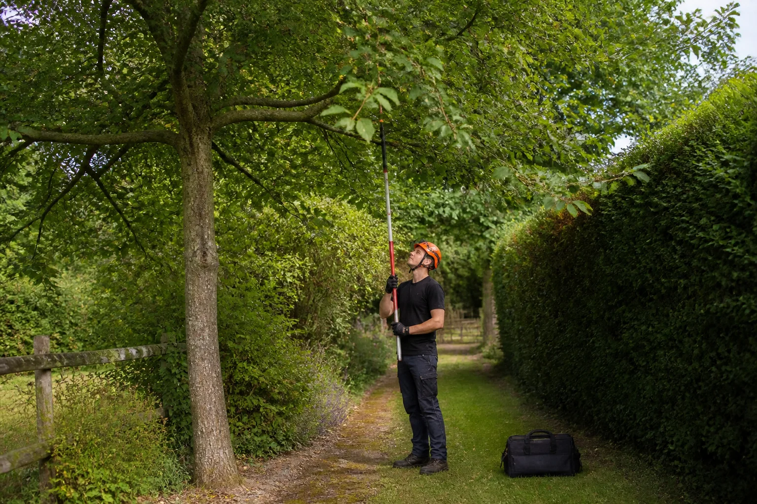 An arborist measures the clearance beneath a low field maple branch beside a path and hedge.