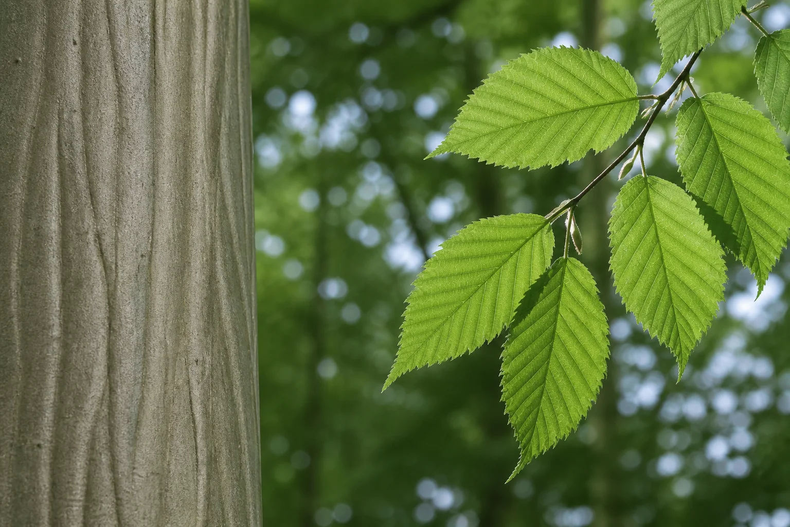 Pale fluted hornbeam bark beside a separate branch of pleated oval toothed leaves.