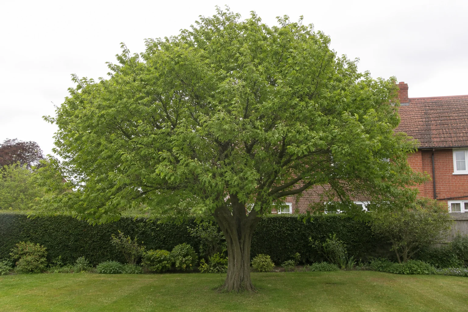 A mature hornbeam with a broad rounded crown and fluted grey trunk in a garden.