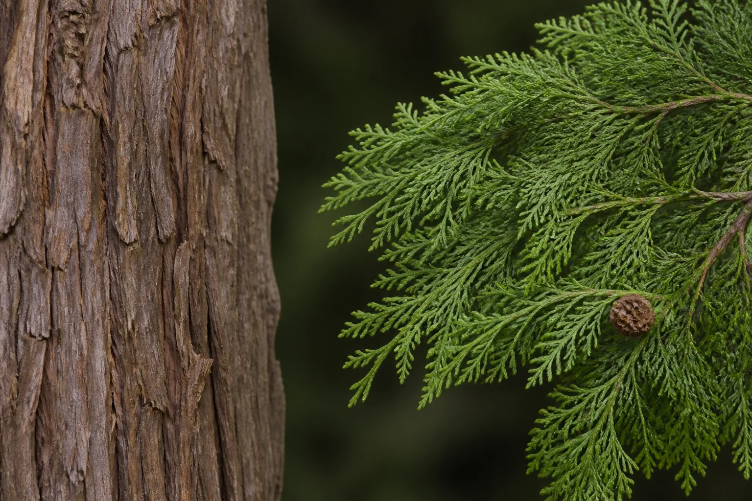 Fibrous reddish Leylandii bark beside a separate spray of scale-like green foliage and a cone.