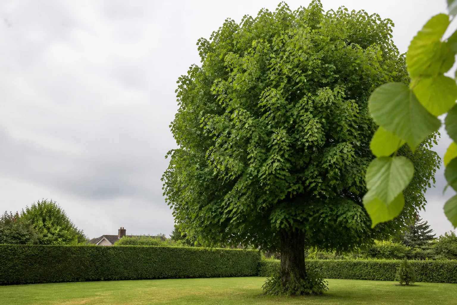 A mature common lime with a dense rounded crown and heart-shaped leaves in a garden.