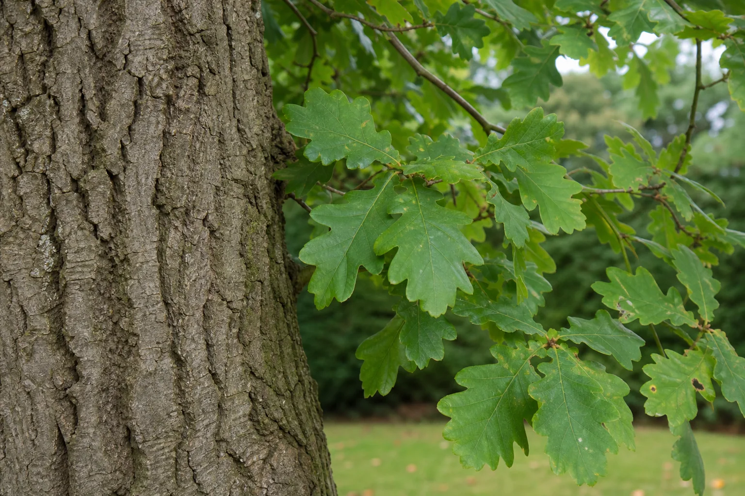 Deeply ridged oak bark beside green leaves with rounded lobes.