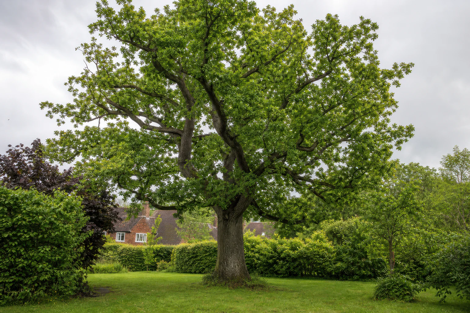 A mature oak with a broad crown in a residential garden.