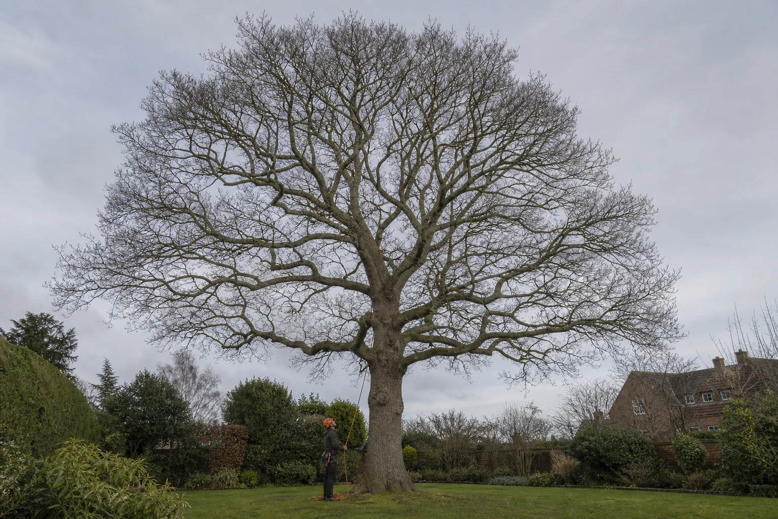 An arborist organising a rope at the base of a mature leafless oak.