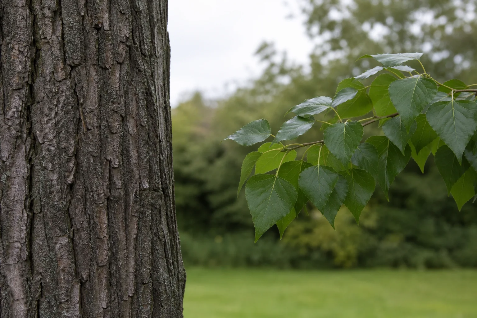 Deeply fissured poplar bark beside a separate branch of pointed triangular leaves.