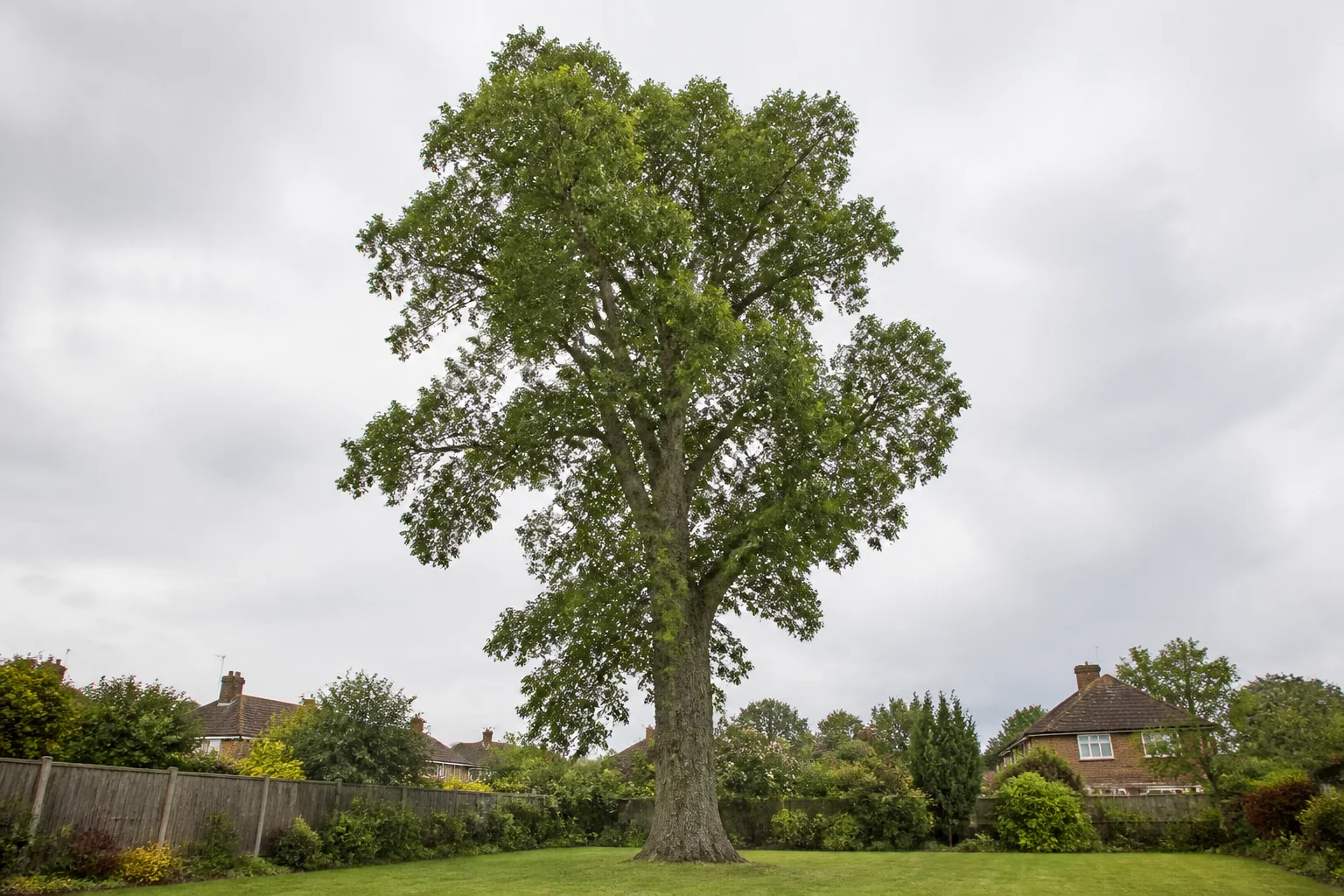 A tall mature poplar with a broad high crown in a residential garden.