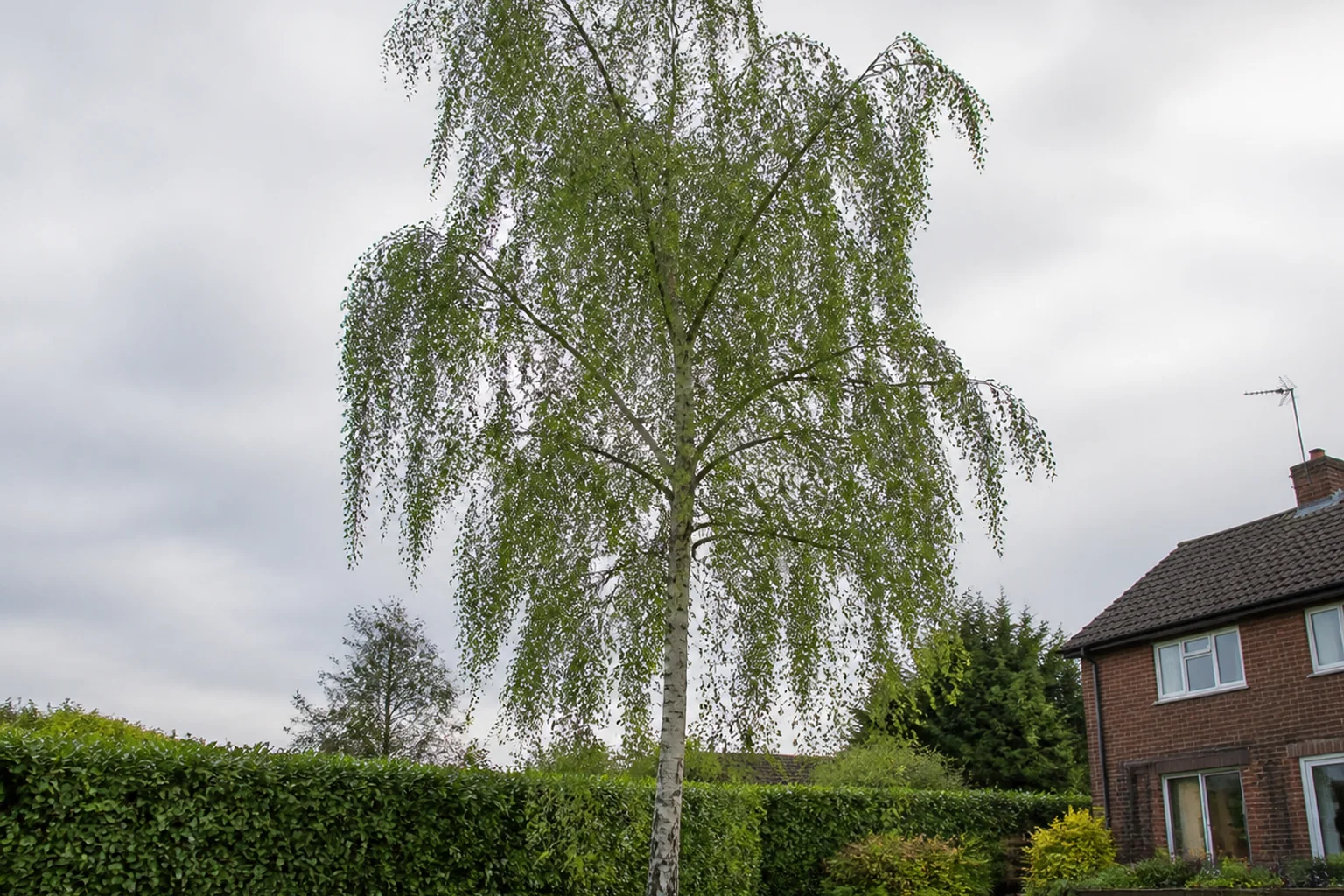Two mature silver birches with white bark and light drooping crowns in a garden.