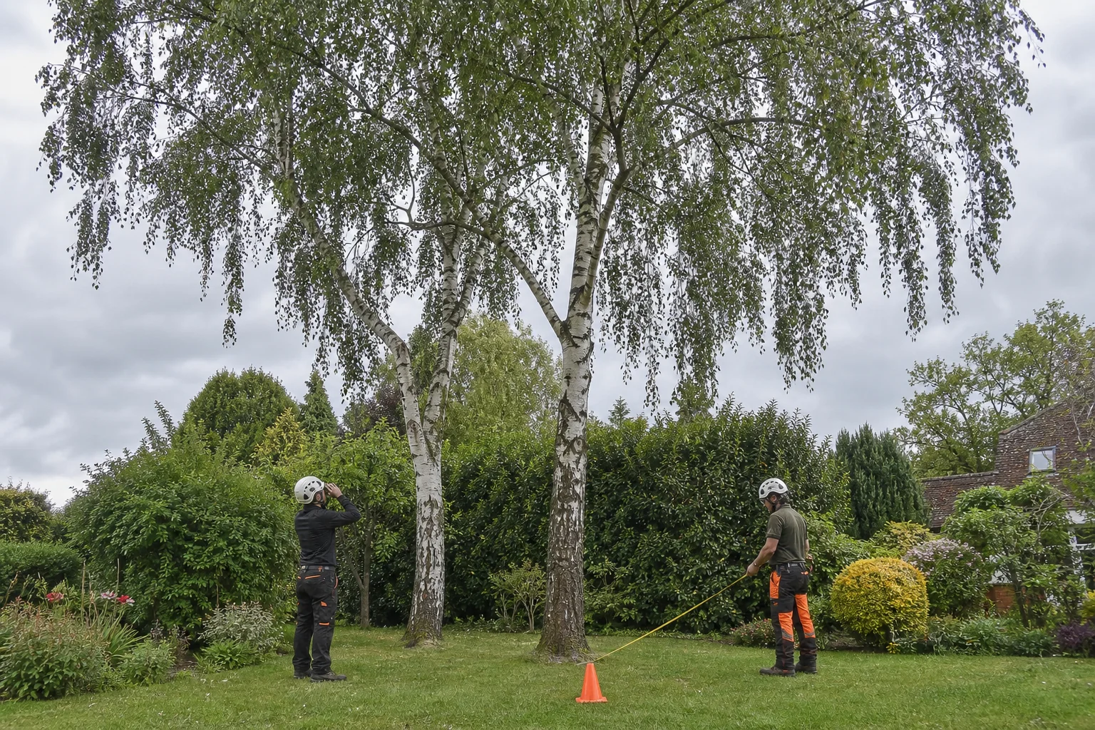 Two arborists check mature silver birch crowns and measure the working area below.
