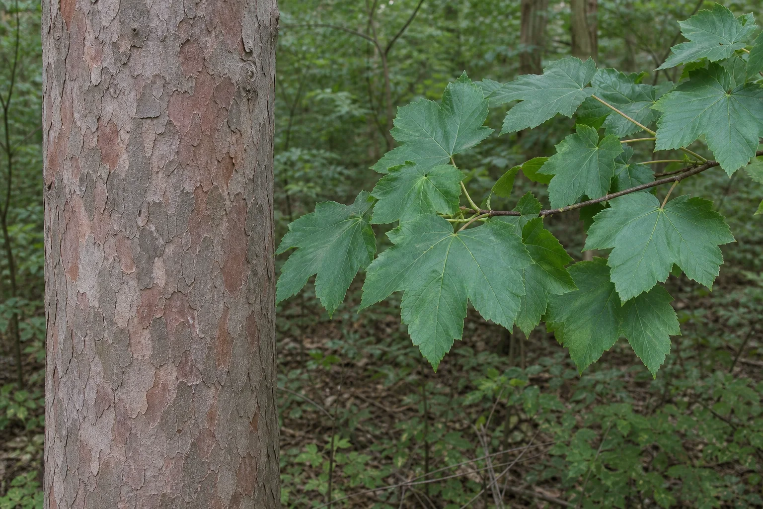 Plated pink-grey sycamore bark beside a separate branch of five-lobed leaves.