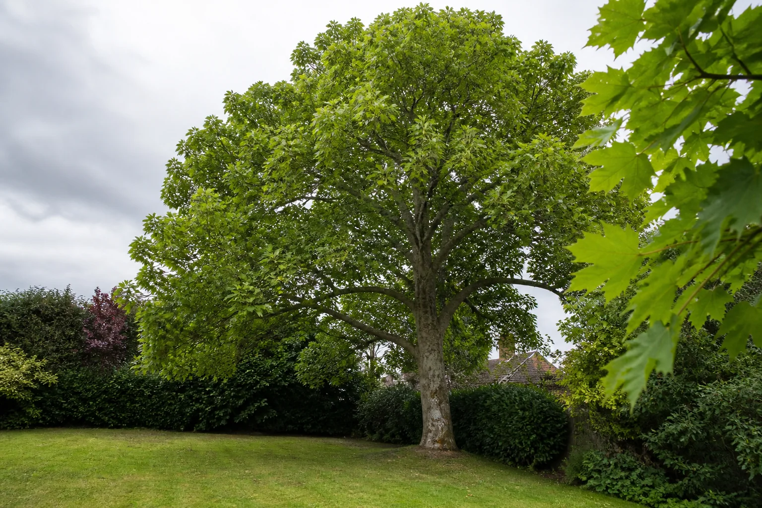 A broad mature sycamore with five-lobed green leaves in a suburban garden.