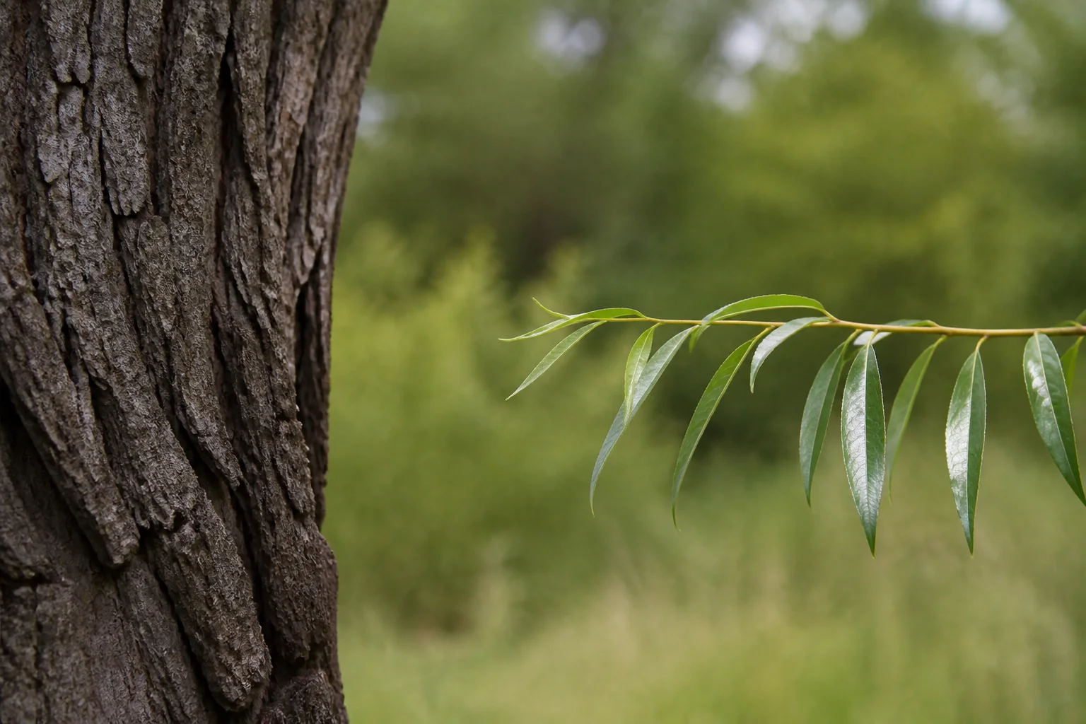 Deeply fissured willow bark beside a separate branch of long narrow glossy leaves.