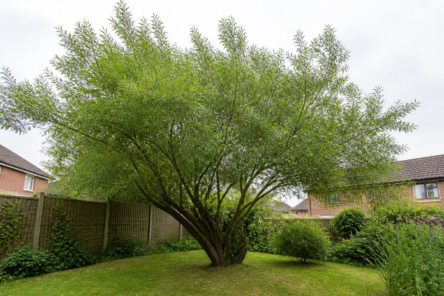 A mature multi-stemmed willow with a broad crown of narrow green leaves in a garden.