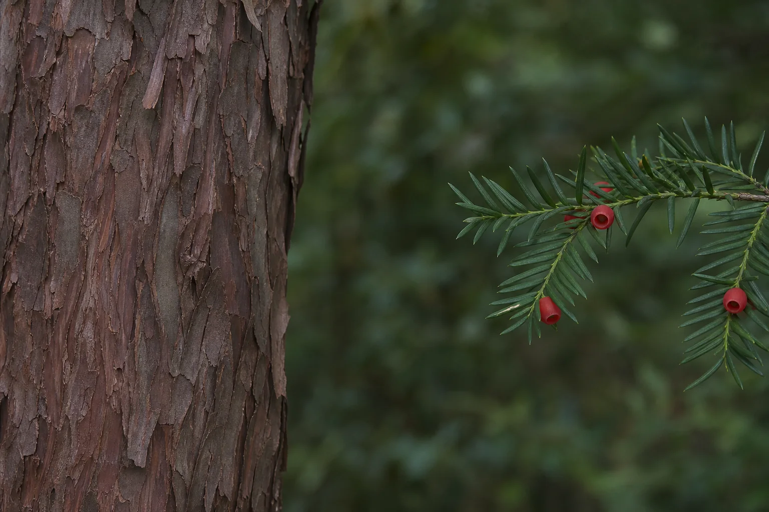 Reddish peeling yew bark beside a separate branch of flat dark needles and red arils.