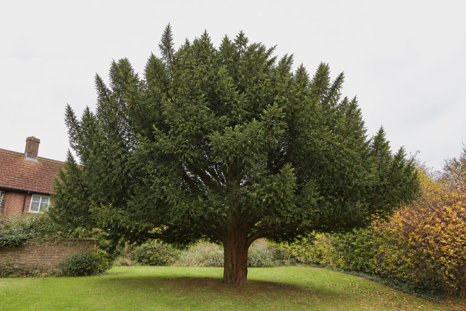 A broad mature yew with dense evergreen foliage and a reddish trunk in a garden.