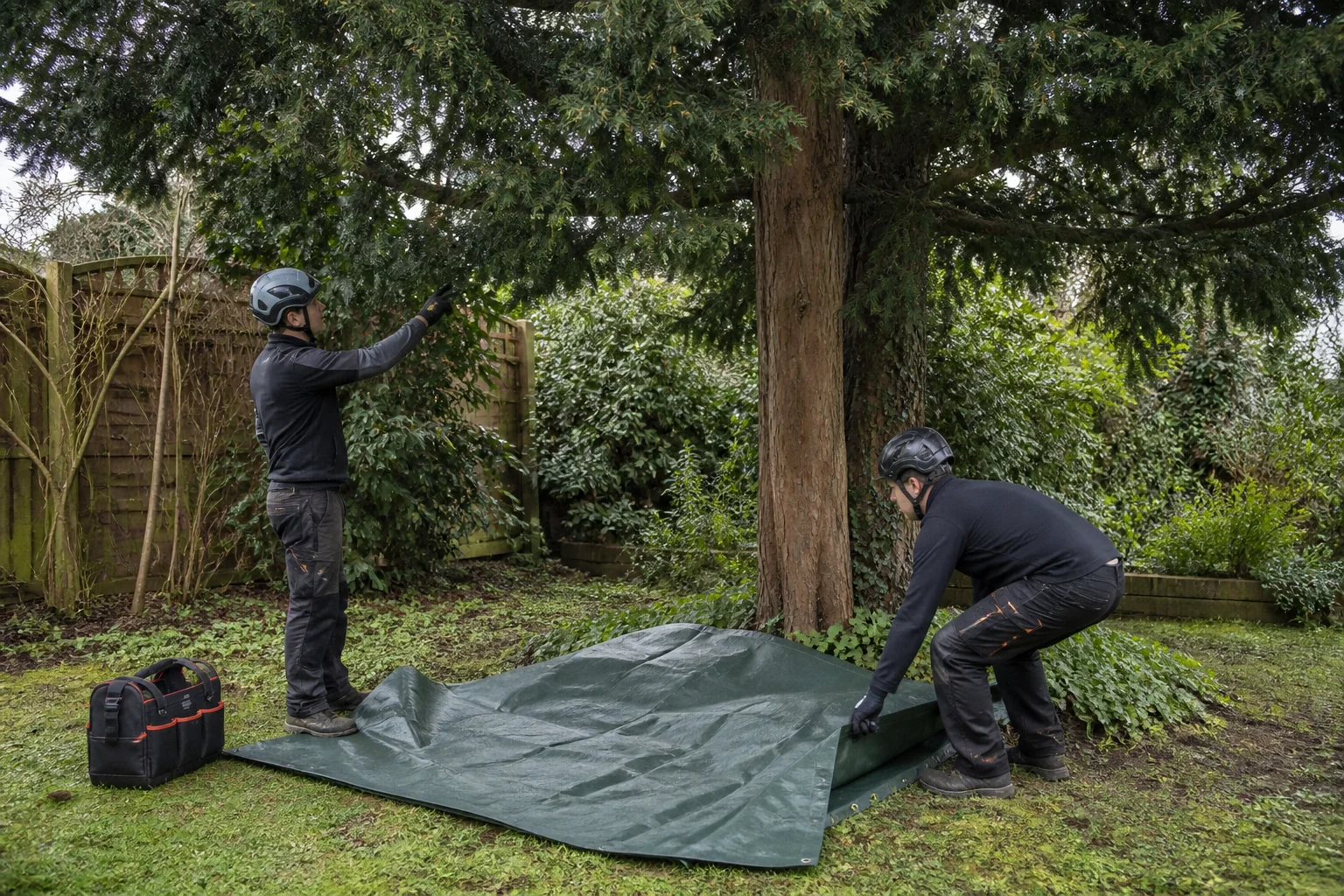 Two arborists spread a tarpaulin beneath a mature yew before work begins.